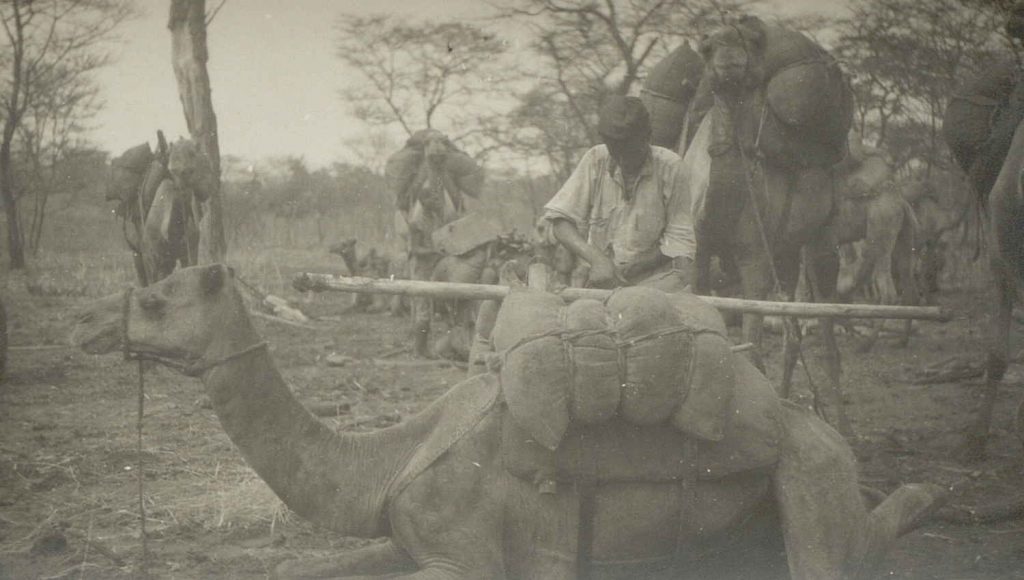 Kamelkaravane under ekspedisjonen Madji 1931