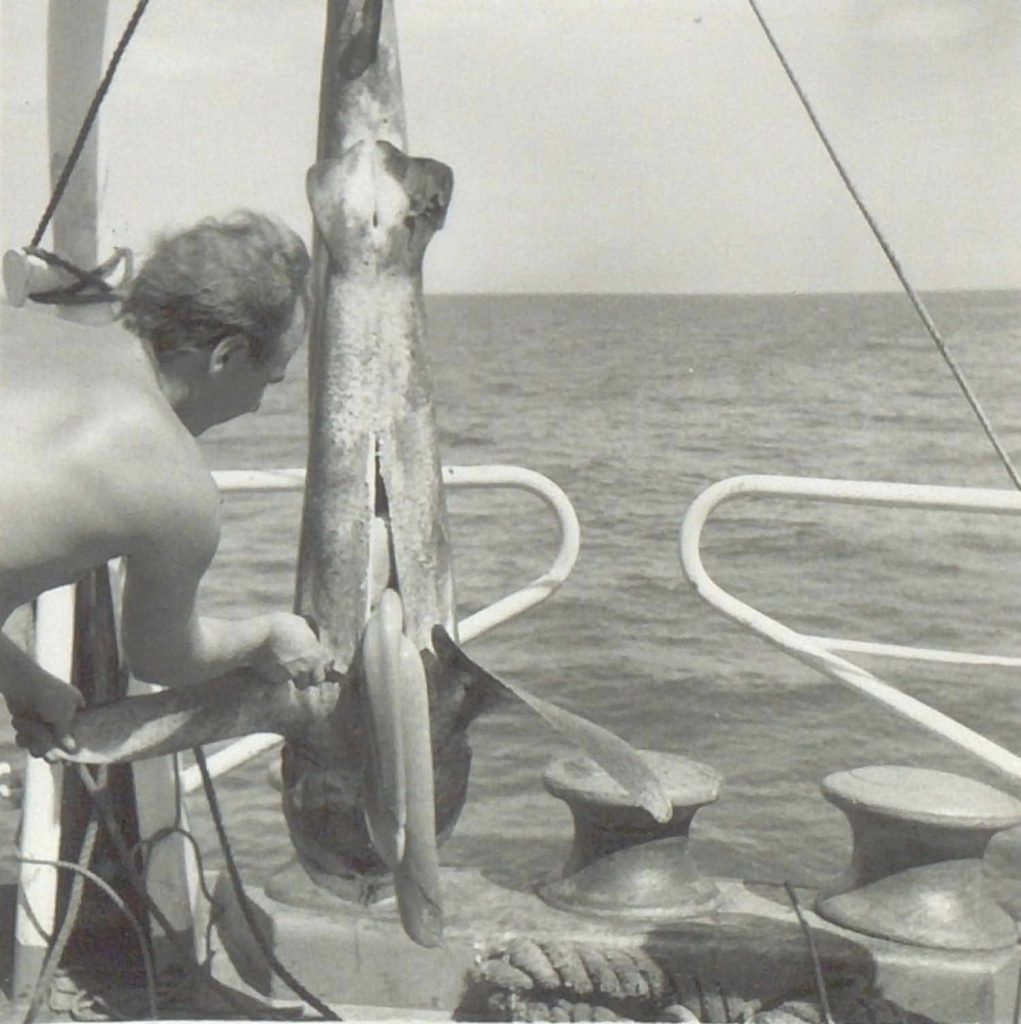 Tredjemaskinist Mathiesen og haien på M/T "Vardaas" 1951