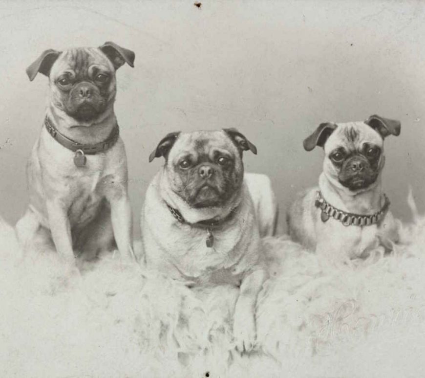 Vixen ,Fur og Major rundt 1900. Foto: Henrichsen