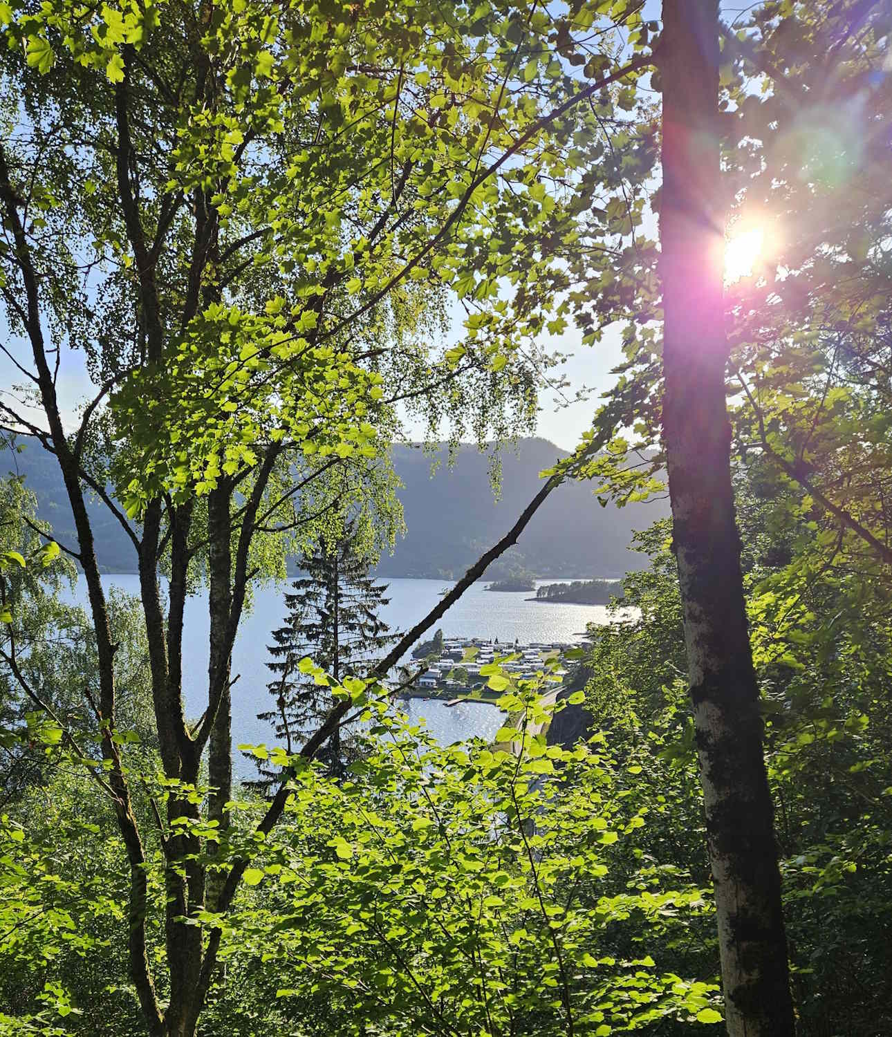 Byglandsfjorden med utsikt mot Neset camping fra 2024. Foto: Yngve Schulstad Kristensen. Bildet viser en solrik utsikt gjennom tett grønn skog. I forgrunnen står flere trær med lysegrønne blader som fyller store deler av bildet. Solen skinner inn fra høyre side og lager et sterkt lysglimt mellom trærne. Gjennom vegetasjonen kan man se en innsjø lenger nede, med vann som glitrer i sollyset. På den andre siden av vannet ligger et område med hvite bygninger og brygger. I bakgrunnen reiser skogkledde åser og fjell seg. Fargene er klare og preget av sommersol, med dominerende grønt fra trærne og blått fra himmel og vann.
